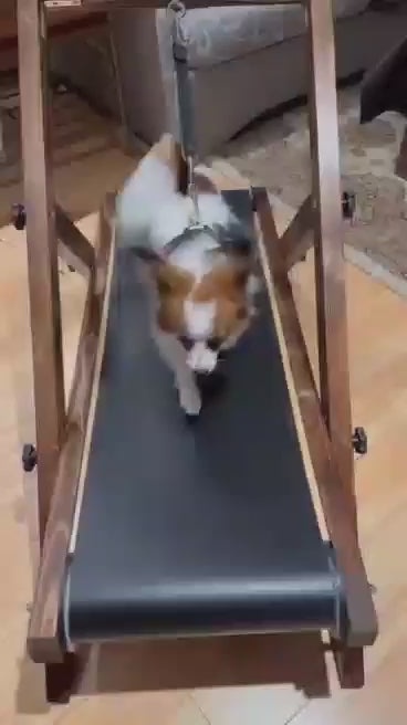 Papillon