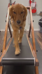Large Treadmill