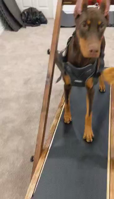 Doberman