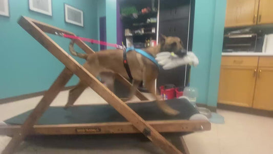 Extra Large Treadmill