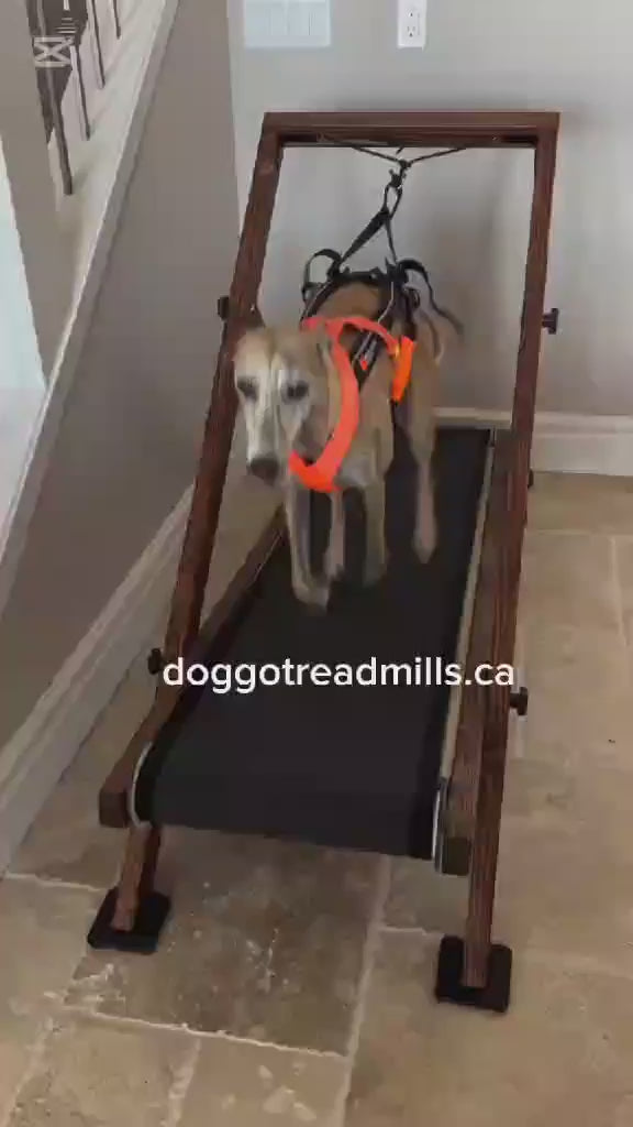 Large Treadmill