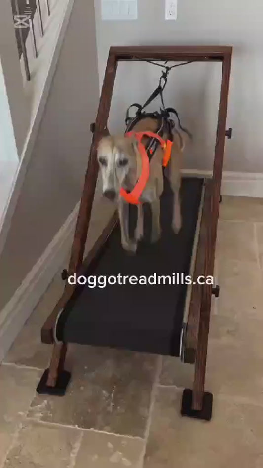 Large Treadmill