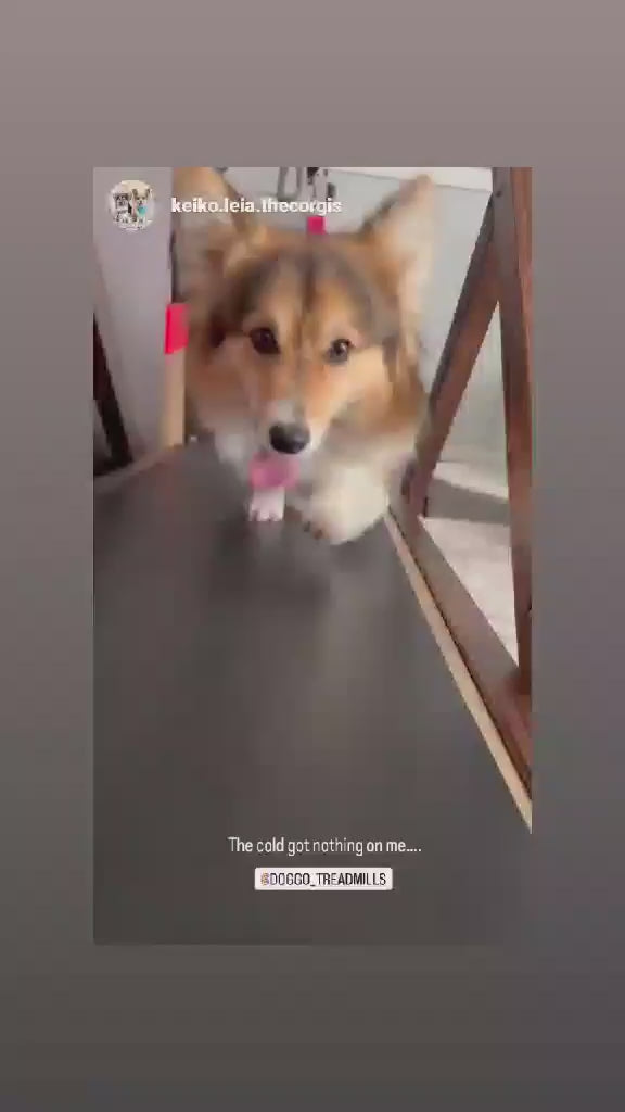 Corgi