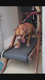 Large Treadmill