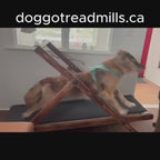 Large Treadmill