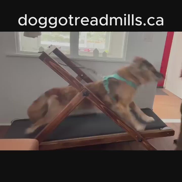 Large Treadmill