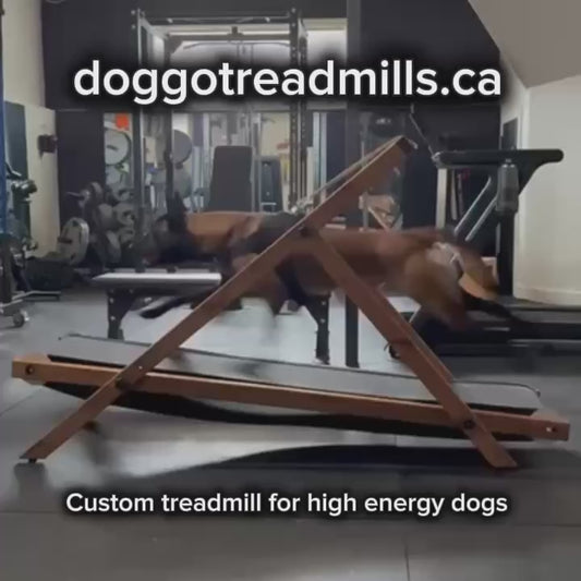Extra Large Treadmill